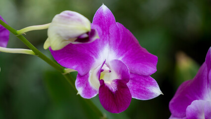 Dendrobium nobile orchid blooming close-up shot during monsoon season in Assam India 2