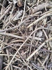 Many fallen leaves, autumn park, carpet of dry fallen leaves on the ground