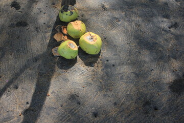 coconut on the sandy beach