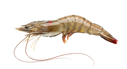 Isolated Shrimp