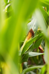 Close-up view of corn cob nestled among vibrant green corn leaves, showcasing agricultural growth and natural beauty in a lush field environment