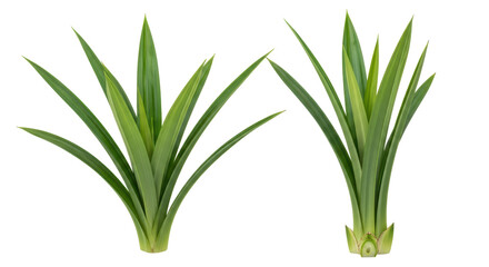 Isolated Pandan Leaves in Two Bundles