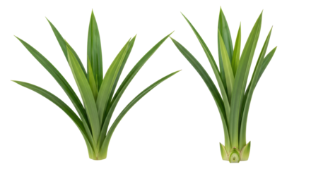 Isolated Pandan Leaves in Two Bundles