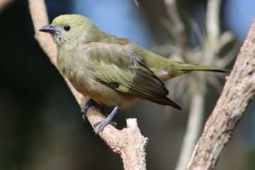 Bird in its wild life, perched between one branch and another, on a normal day searching for food for its subsistence.