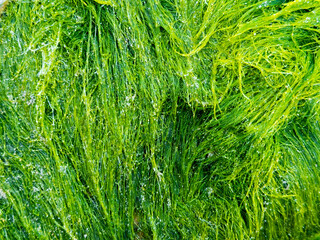 Close up of vibrant green seaweed textures in ocean habitat