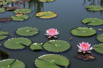 Water Lilies and Lily Pads on a Teal Pond 
