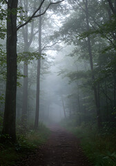 Obraz premium Mystical Forest Trail: Journey into a forest shrouded in ethereal mist, a path winds invitingly through towering trees, evoking a sense of mystery, serenity and tranquility.