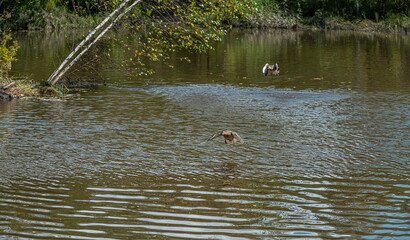 The duck spreads its wings and flies over the water