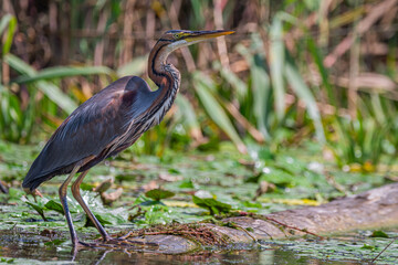 Life in the Reeds, The Danube Delta, Romania !