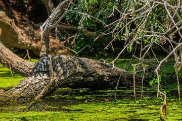 Life in the Reeds, The Danube Delta, Romania !