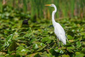 Fototapeta premium Life in the Reeds, The Danube Delta, Romania !