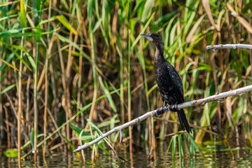 Life in the Reeds, The Danube Delta, Romania !