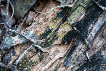 Symbolic natural texture of dry wood with moss growth representing resilience and survival