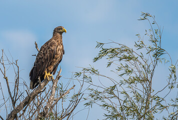 Life in the Reeds, The Danube Delta, Romania !