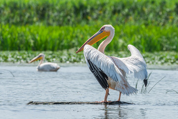 Life in the Reeds, The Danube Delta, Romania !