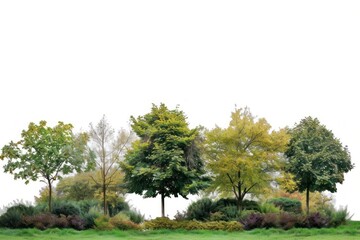 Obraz premium Landscape nature outdoors woodland.