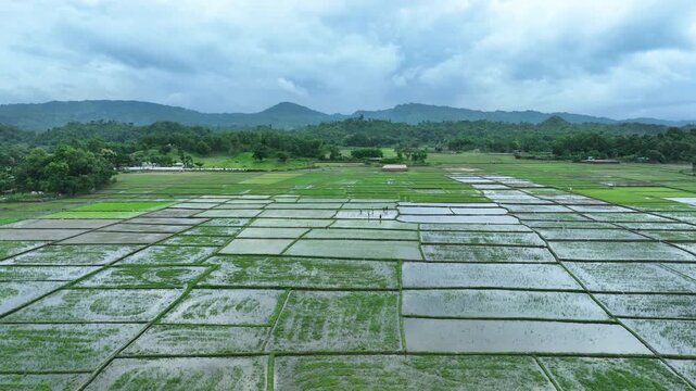 Aerial view of symmetrical rice paddies reflecting the cloudy sky, creating a stunning contrast with the lush green fields, Ramu, Chittagong Division, Bangladesh.
