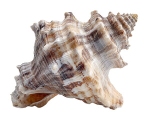 Unique seashell discovery coastal beach nature isolated on transparent background