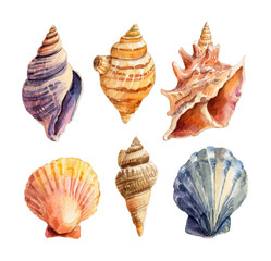 Colorful seashell collection beach watercolor natural isolated on transparent background