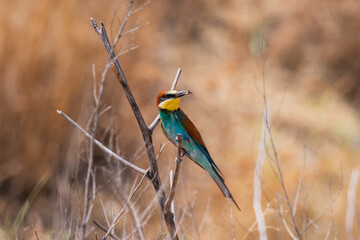 Life in the Reeds, The Danube Delta, Romania !