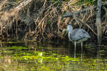 Life in the Reeds, The Danube Delta, Romania !