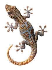 Naklejka premium Lively gecko climbing natural habitat animal isolated on transparent background