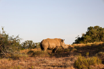 side view of rhinoceros at sunset in Schotia safaris private game reserve