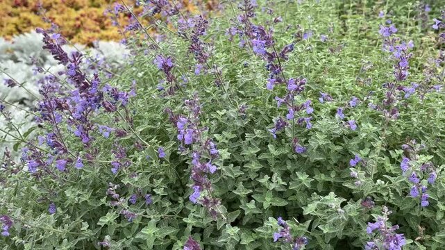 Blooming catnip on flowerbed. Purple flowers. Nepeta faassenii