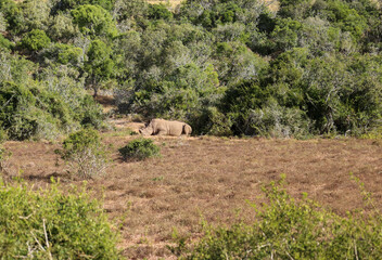 Rhinoceros (Ceratotherium simum) in savanna, Schotia safaris private game reserve