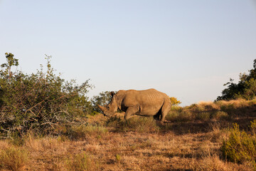 side portrait of rhinoceros at sunset in Schotia safaris private game reserve