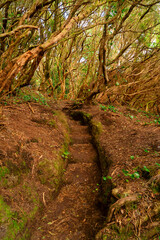 Wild nature of Anaga relict forest,. and winding road, Tenerife, Spain