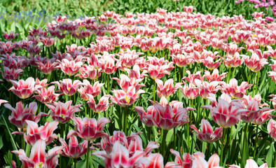 茨城県ひたちなか市　ひたち海浜公園のチューリップ