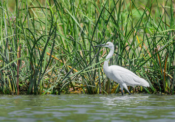 Life in the Reeds, The Danube Delta, Romania !