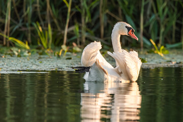 Fototapeta premium Life in the Reeds, The Danube Delta, Romania !
