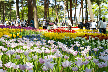 茨城県ひたちなか市 ひたち海浜公園のチューリップ