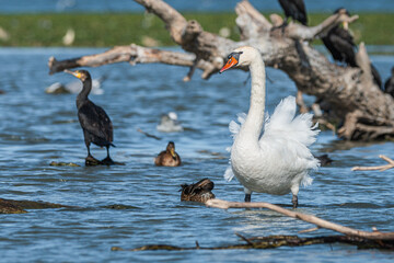 Life in the Reeds, The Danube Delta, Romania !
