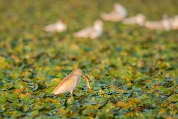 Life in the Reeds, The Danube Delta, Romania !