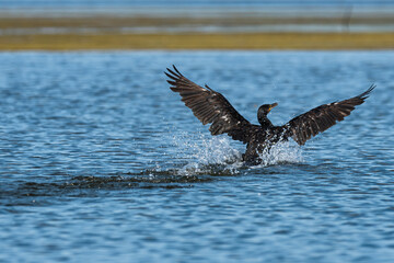 Life in the Reeds, The Danube Delta, Romania !