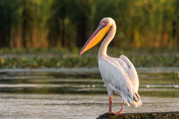 Life in the Reeds, The Danube Delta, Romania !