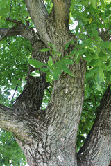 Long, strong walnut branches with dense, green foliage.