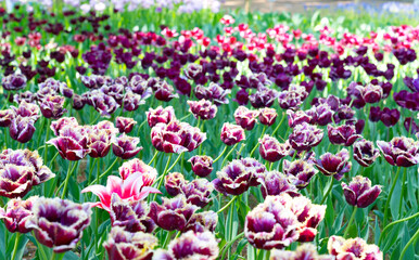 茨城県ひたちなか市　ひたち海浜公園のチューリップ
