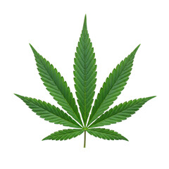 3d realistic cannabis leaf isolated on transparent background