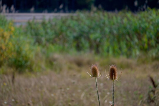 Close-up of Wild Teasel (Dipsacus fullonum, Wilde Karde) showing the distinctive spiky flower head