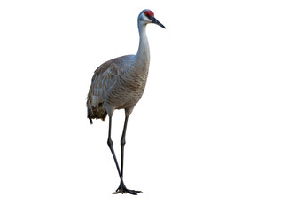 Obraz premium Elegant sandhill crane standing gracefully on one leg against a clean white backdrop, showcasing its long neck and feathered plumage in a serene composition.