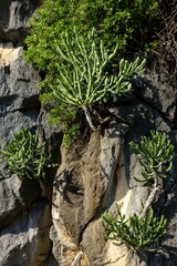 Succulent Euphorbia Plants Growing on Limestone Cliff Thailand, Limestone Habitat Plants Thailand Ecology, Unique Succulent Flora on Rocks Thailand Nature