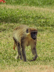 Adult Sabaeus Monkey Walking