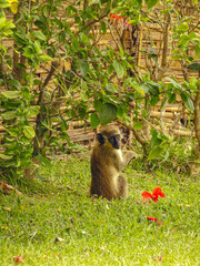 Juvenile Green Monkey Looking at Camera