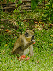 Sabaeus Monkey Smelling Flowers
