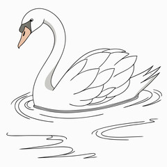 Elegant white swan gracefully swims on calm water with gentle ripples in a simple line art illustration
