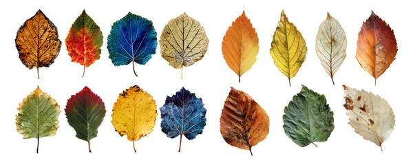 Colorful leaves collection on the plane